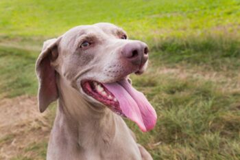 9 Best Freeze-Dried Dog Food Brands for Weimaraners