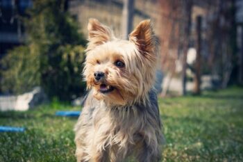 9 Best Dry Dog Foods for Yorkies