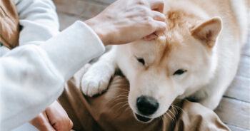 9 Best Freeze-Dried Dog Food Brands for Akitas