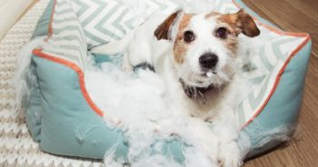 Chew-Proof Dog Beds: Tested by Owners of Destructive Dogs (2026)