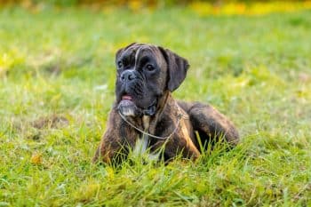 The 8 Best Dog Foods For Boxers – 2026