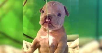 Kids Wrote Essays and Sold Lemonade Just to Bring This Puppy with Cleft Lip Home