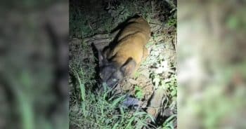 Loyal Dog Waits in Texas Ditch With Paralyzed Friend Until Rescuers Arrive