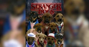 Shelter Dresses Puppies as Stranger Things Characters to Boost Adoptions