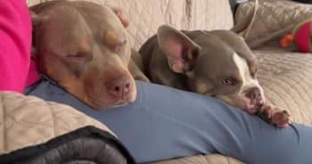 Lucky Dogs Move Cross Country To Be Pampered By Grandma