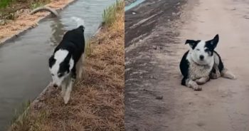 This Sweet Girl No One Wanted Found The Perfect Home