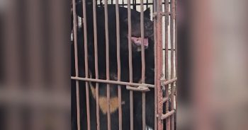 After 27 Years Caged on a Bile Farm, This Bear Finally Sees the Sky