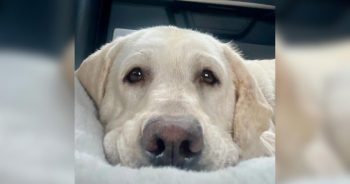 Cross-State Rescue Mission For One Dog Leads To Unexpected Sister Reunion