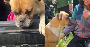 Lonely Boxer Trails Hikers Down A Mountain In Search Of Love