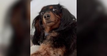 Awkward Dachshund Saves Her Sweetest Stares For Dad