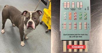 Wandering Dog Taken To Animal Hospital Following Cocaine Exposure