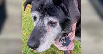 Senior Dog Surrendered With Cancer Was Running Out of Time, Then One Man Stepped In