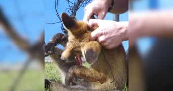 A Fox Was Trapped in Painful Netting Until Kind Humans Helped