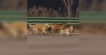 Seven Stolen Dogs Escape Meat Truck And Travel 10 Miles To Find Their Way Home