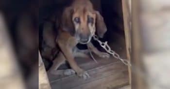After 19 Years on a Chain, This Senior Dog Finally Learns the Meaning of Freedom