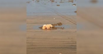 Tiny Dog’s Beach Day Antics Will Have You Dreaming of Summer