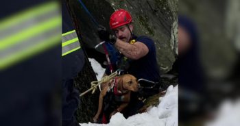 Dog’s Scary Ordeal on Waterfall Ledge Ends in Rescue