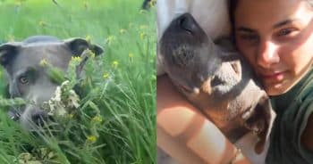 Meeting This Rescue Dog Changed Her Mind About Pit Bulls Forever