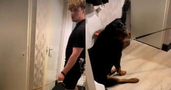 Dog Flat-Out Refuses To Go For A Walk With The ‘Spare Human’