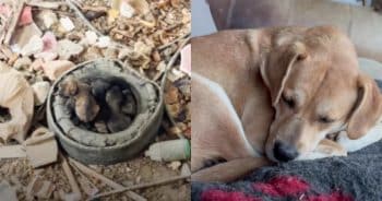 Rescuers Save A Mama Dog And Her Puppies From Life Underground