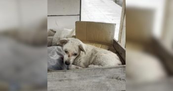Once Left In A Trash Pile, Now He’s The Happiest Dog Around
