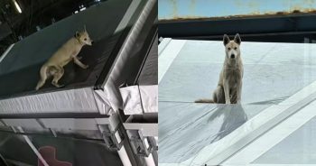 Dog Possibly Thrown From Bridge Is Later Discovered On A Rooftop