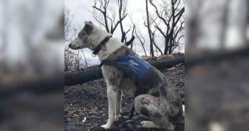 After Helping Save 100 Koalas, This Hero Dog Is Hanging Up The Leash