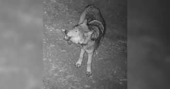 Gray Wolf Spotted in Los Angeles County for First Time in Over 100 Years