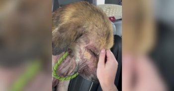 After a Difficult Past, This Rescue Dog Found the Home He Needed