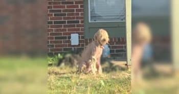 Foster Mom Saves a Rescue Doodle and Gains A Bathtime Buddy