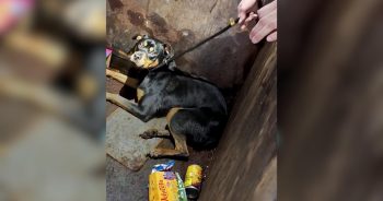 Dog Found In Dumpster Learns To Trust, Finds Loving Family