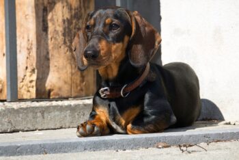 Best Foods for a Dachshund with Arthritis