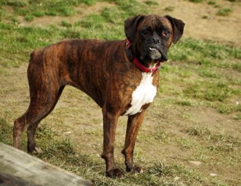 Best Foods for a Boxer with Arthritis