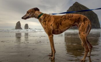 Best Foods for Greyhounds with Allergies