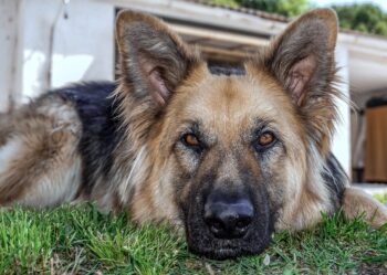 Best Foods for a Picky Eater German Shepherd