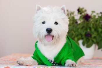 The Best Dehydrated Dog Foods for Westies
