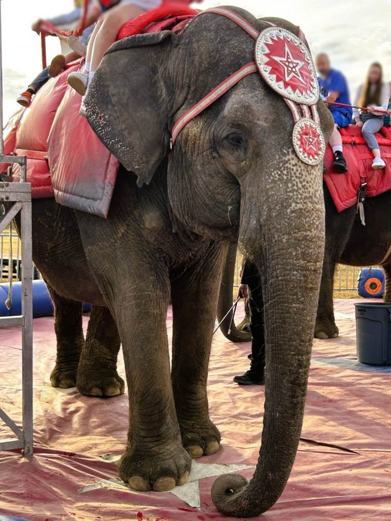 A Life in Chains: Fight for Viola the Elephant’s Freedom