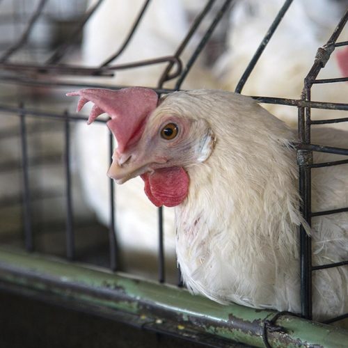How to add your voice to end cages for hens in the UK
