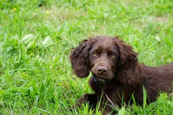 Dog Breeds That Start With Q 2026: Every Real Q Breed Explained