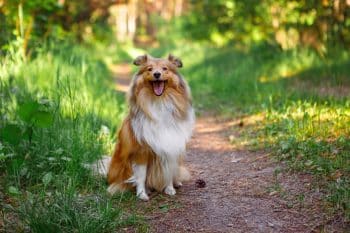 9 Best Dry Dog Foods for Shelties