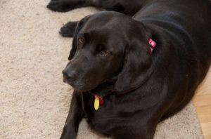 Lab Weight Management: Veterinary Health Assessment (2026)