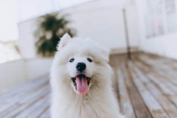 Best Puppy Dog Foods for Samoyeds