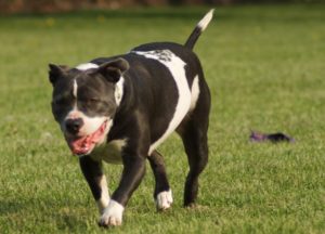 Pit Bull Weight Management: Veterinary Health Assessment (2026)