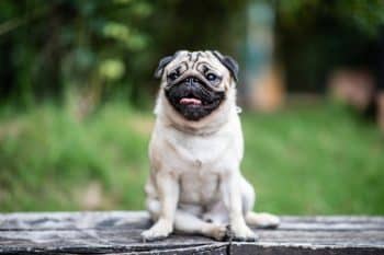 9 Best Dry Dog Foods for Pugs