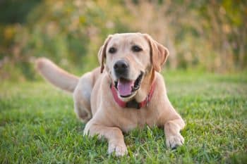 9 Best Dry Dog Foods for Labs