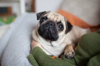 Best Puppy Dog Foods for Pugs