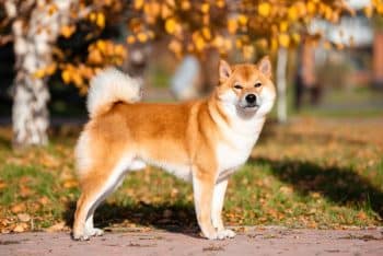 9 Best Dry Dog Foods for Shiba Inus