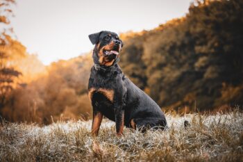Best Foods for a Rottweiler with Arthritis