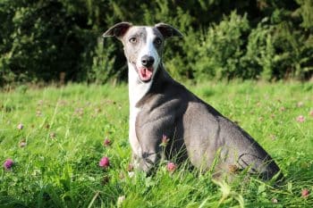 The Best Dehydrated Dog Foods for Whippets