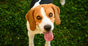 16 Least Obedient Dog Breeds in 2026 (And Why Training Them Is Worth It)